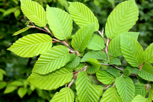 Common Plants You Can Use For Wound Healing