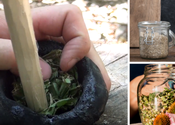 Common Plants You Can Use For Wound Healing