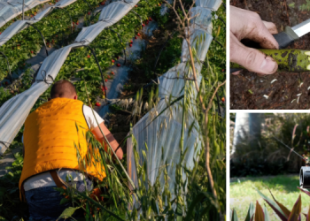 How To Protect Your Garden From Looting Intruders