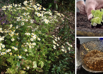 It’s About Time You Started Growing Nature’s Ibuprofen In Your Backyard Too