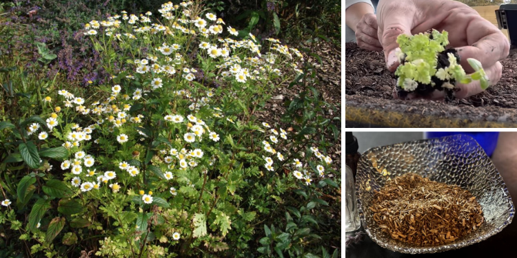 It’s About Time You Started Growing Nature’s Ibuprofen In Your Backyard Too