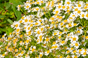 feverfew