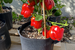 25 Crops You Can Grow In Buckets All Year Round