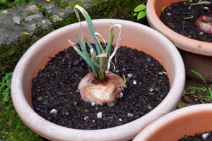 25 Crops You Can Grow In Buckets All Year Round