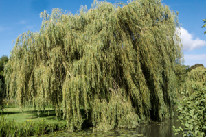 8 Plants You Can Extract Water From (In The Wilderness)