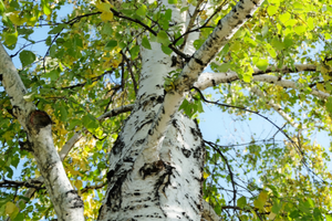 birch