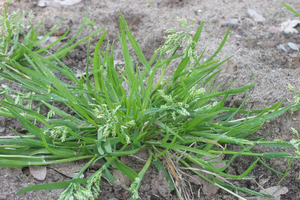 9 Grasses You Can Safely Eat In A Famine
