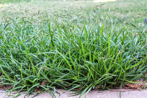 9 Grasses You Can Safely Eat In A Famine