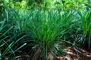 9 Grasses You Can Safely Eat In A Famine