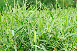 9 Grasses You Can Safely Eat In A Famine