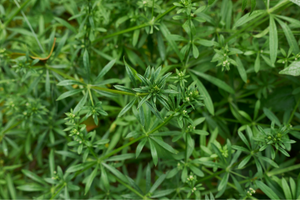 9 Grasses You Can Safely Eat In A Famine