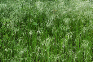 9 Grasses You Can Safely Eat In A Famine
