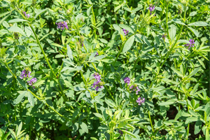 9 Grasses You Can Safely Eat In A Famine