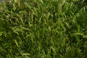 9 Grasses You Can Safely Eat In A Famine