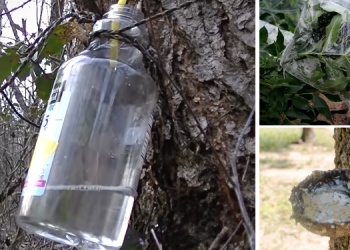 8 Plants You Can Extract Water From (In The Wilderness)