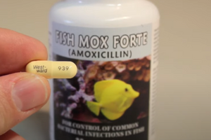 amoxicillin