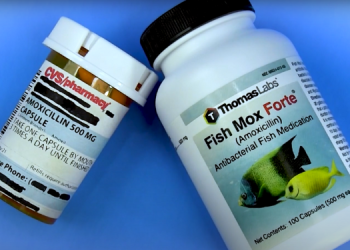 What Actually Happens If You Take Fish Antibiotics