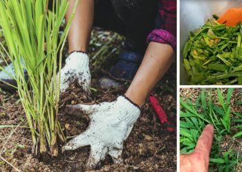 9 Grasses You Can Safely Eat In A Famine