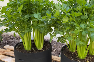 celery
