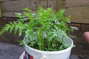25 Crops You Can Grow In Buckets All Year Round