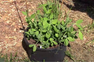 25 Crops You Can Grow In Buckets All Year Round