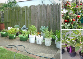 25 Crops You Can Grow In Buckets All Year Round