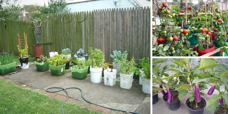 25 Crops You Can Develop In Buckets All 12 months Spherical