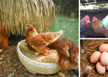 How To Make Your Chickens Lay More Eggs