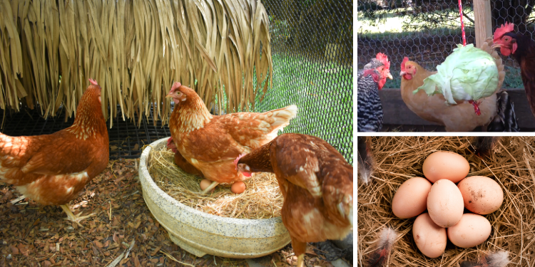 How To Make Your Chickens Lay More Eggs