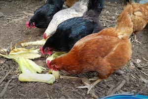 How To Make Your Chickens Lay More Eggs