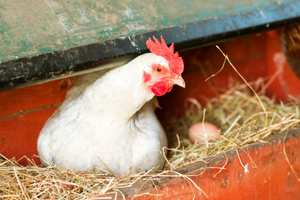 How To Make Your Chickens Lay More Eggs