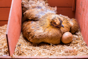 How To Make Your Chickens Lay More Eggs
