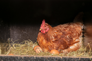 How To Make Your Chickens Lay More Eggs