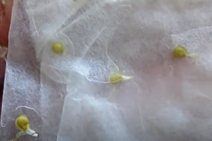 seeds