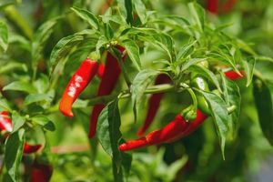 Antibiotic Herbs And Plants To Grow Before SHTF