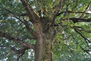 Antibiotic Herbs And Plants To Grow Before SHTF