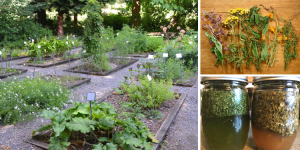 Antibiotic Herbs And Plants To Grow Before SHTF