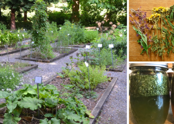 Antibiotic Herbs And Plants To Grow Before SHTF