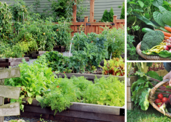 You Need To Grow These Survival Foods NOW