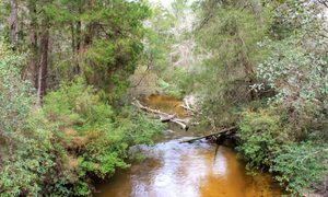 river in the woods