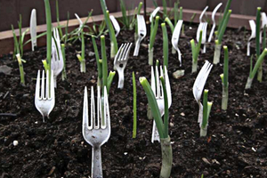 Why You Should Put Plastic Forks In Your Vegetable Garden 