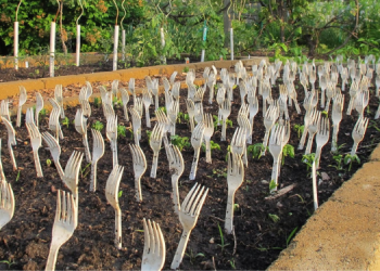Why You Should Put Plastic Forks In Your Vegetable Garden