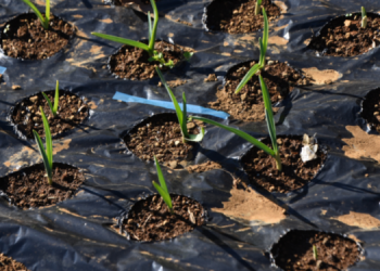 Veggies You Only Plant Once And Harvest Forever