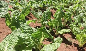 kale