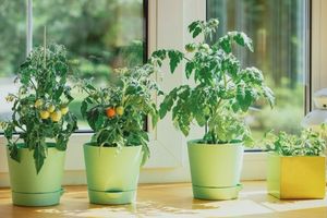 growing tomatoes indoor