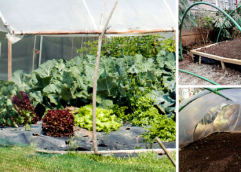 DIY Poor Man’s Greenhouse