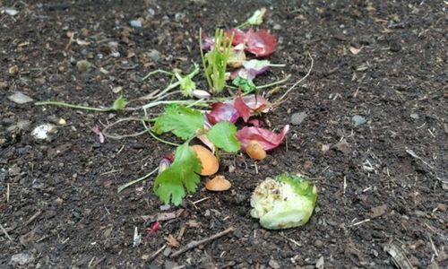 DIY Poor Man's Greenhouse