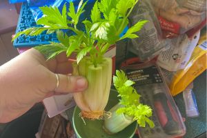Foods You Can Regrow From Scraps