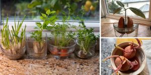 Foods You Can Regrow From Scraps