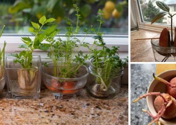 Foods You Can Regrow From Scraps